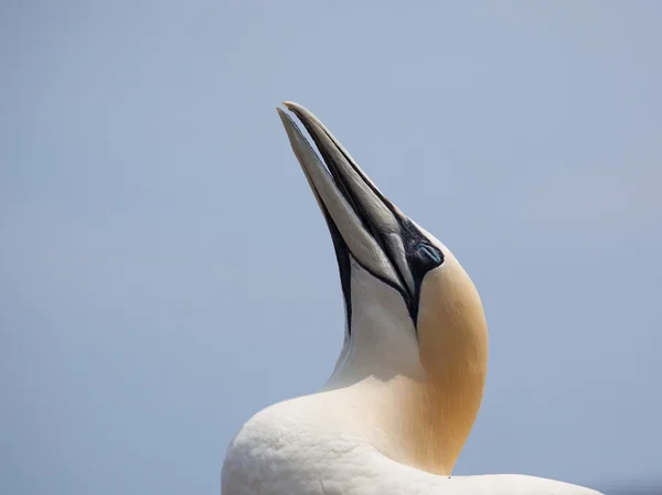 Basstölpel schlafend — Stockfoto