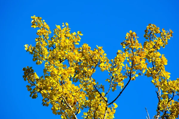 Gelbes Birkenblatt auf blauem Himmel Hintergrund — Stockfoto