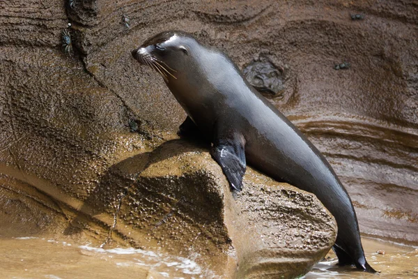 Un leone marino seduto sulla roccia — Foto Stock