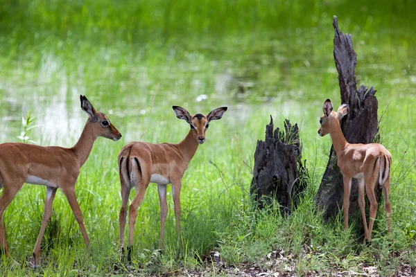 Üç kadın ve genç impalas — Stok fotoğraf