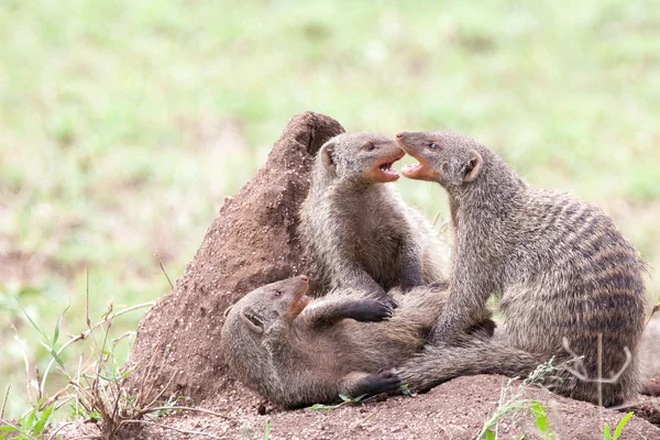 Κλιμακωτά mongooses καταπολέμηση σε ένα λοφίσκο, τερμίτης — Φωτογραφία Αρχείου