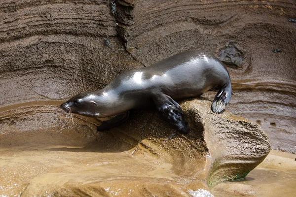 Un leone marino sulla roccia — Foto Stock