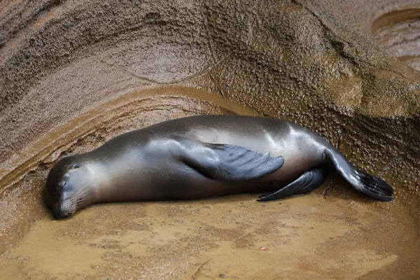 A sea lion sleeping on the rock — Stock Photo, Image