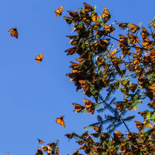 Monarca Farfalle su ramo d'albero in sfondo cielo blu — Foto Stock