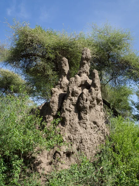 Termiet heuvel in Serengeti National Park — Stockfoto