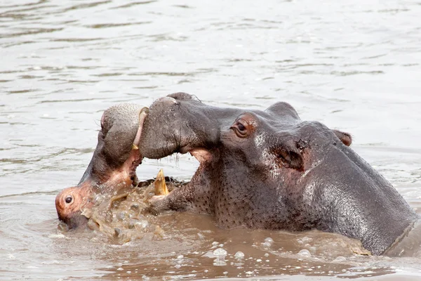 Dos hipopótamos peleando en el agua — Foto de Stock