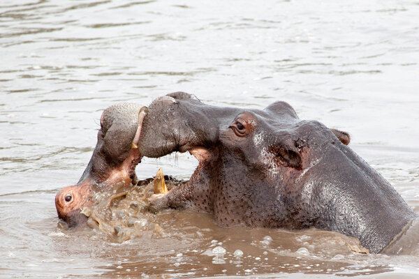 Two Hippos fighting in the water