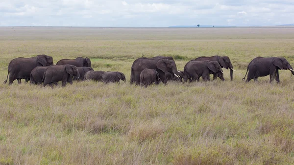 Uma manada de elefantes africanos no Parque Nacional Amboseli — Fotografia de Stock