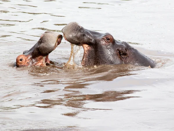 Dos hipopótamos peleando en el agua — Foto de Stock