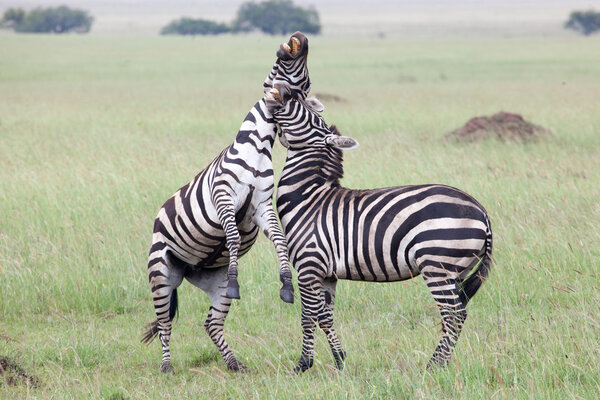 Two Zebras Fighting in Serengeti National Park, Tanzania, Africa
