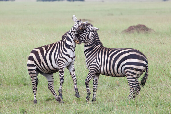 Two Zebras Fighting in Serengeti National Park, Tanzania, Africa