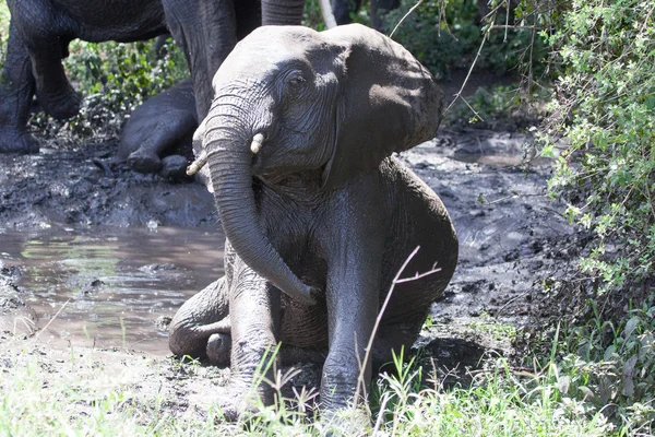 Bebé elefante tomando un baño de barro — Foto de Stock