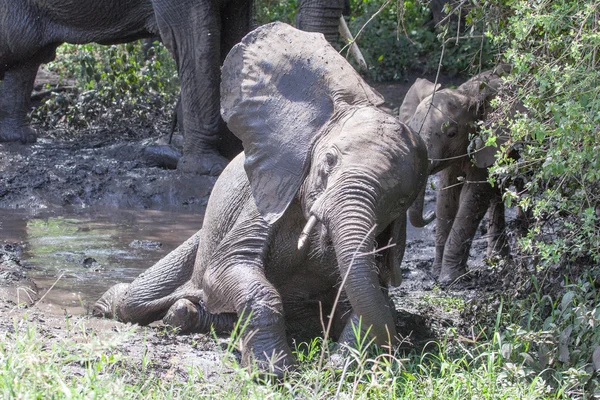 Bebé elefante tomando un baño de barro — Foto de Stock