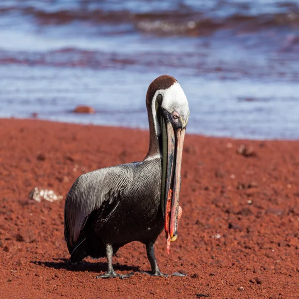 Un pellicano bruno che mangia pesce rosso — Foto Stock