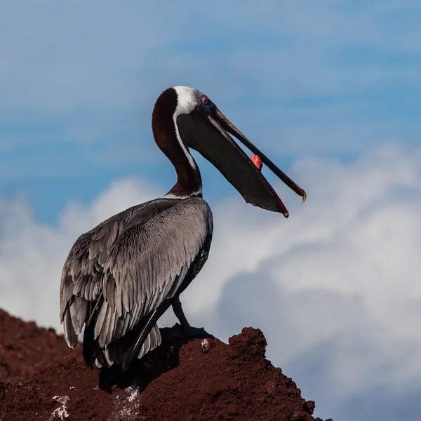 A brown pelican eating red fish — Stock Photo, Image