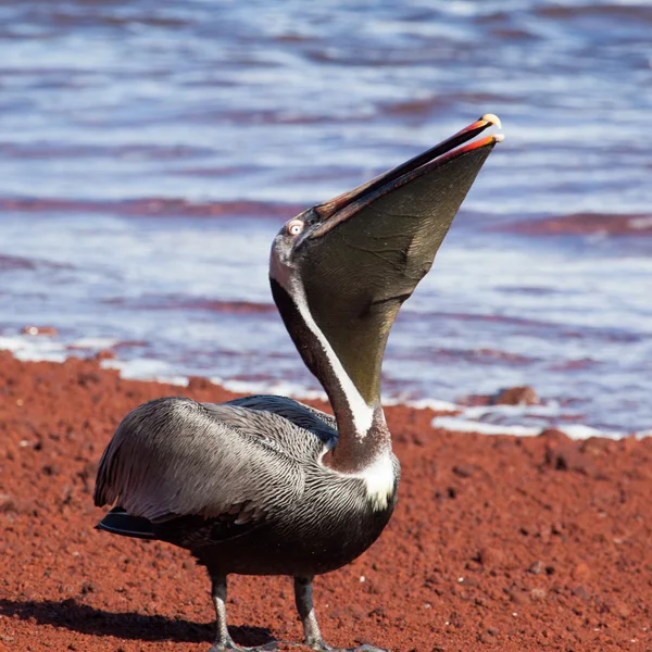 Um pelicano marrom comendo peixe vermelho — Fotografia de Stock