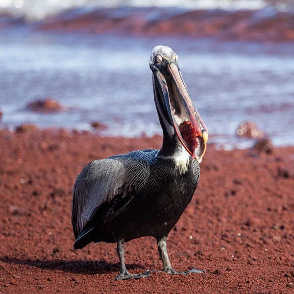 Um pelicano marrom comendo peixe vermelho — Fotografia de Stock