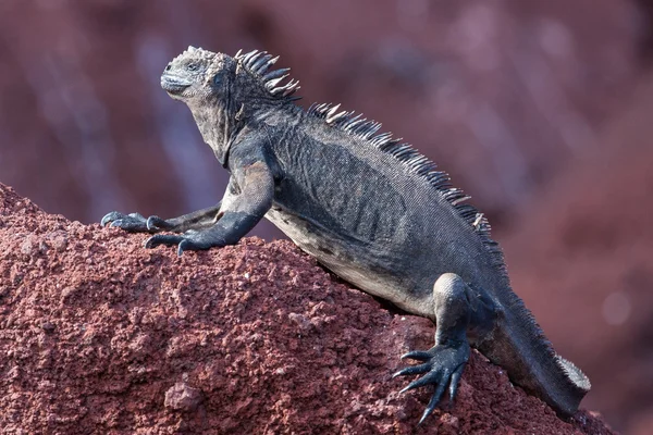 Arazi iguana kaya — Stok fotoğraf