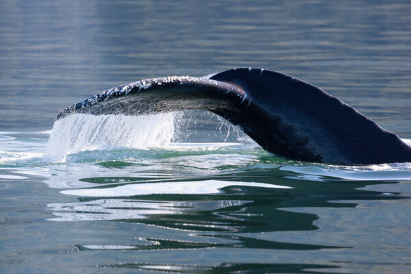 Humpback Whale tail,