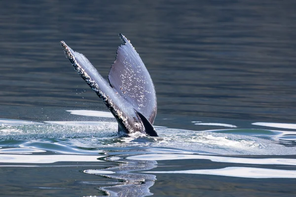 Queue de baleine à bosse , — Photo