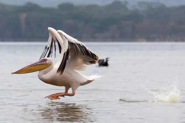 Great white pelican skimming the lake surface — Stock Photo, Image