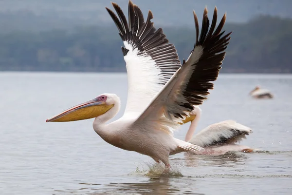 Grande pellicano bianco schiumando la superficie del lago — Foto Stock