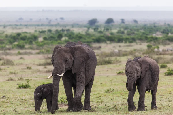 Un elefante africano (loxodonta) camina con dos elefantes bebés — Foto de Stock