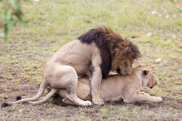 Leões acasalando na Reserva Masai Mara — Fotografia de Stock