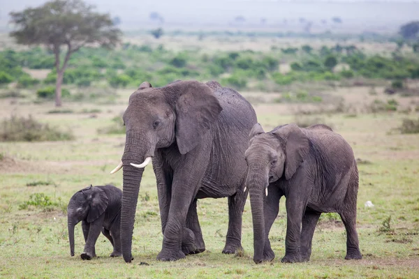 Um elefante africano (loxodonta) caminha com dois elefantes bebés — Fotografia de Stock