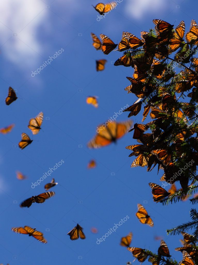 JHVEPhoto