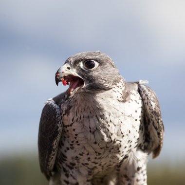 Alaska'da yeme gyrfalcon