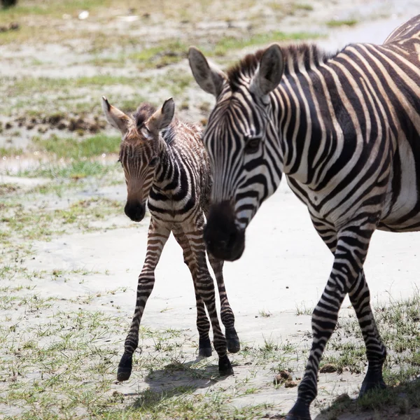 New born baby zebra with its mother — Stock Photo, Image