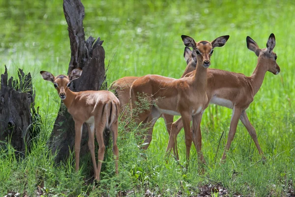 Una manada de mujeres y jóvenes impalas en Mosi-oa Tunya Nation Park — Foto de Stock