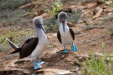 Mavi ayaklı boobies çiftleşme performans çift dans