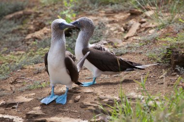 Mavi ayaklı boobies çiftleşme performans çift dans