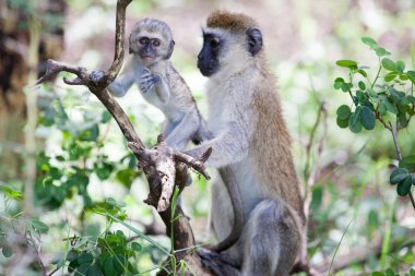 Vervet monkey baby and mother on the tree