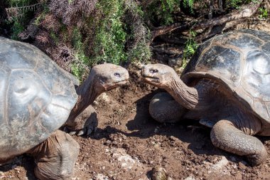 İki dev kaplumbağa yüz yüze