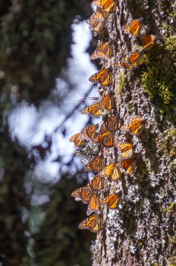 Monarch kelebek ağaç gövdesi üzerinde