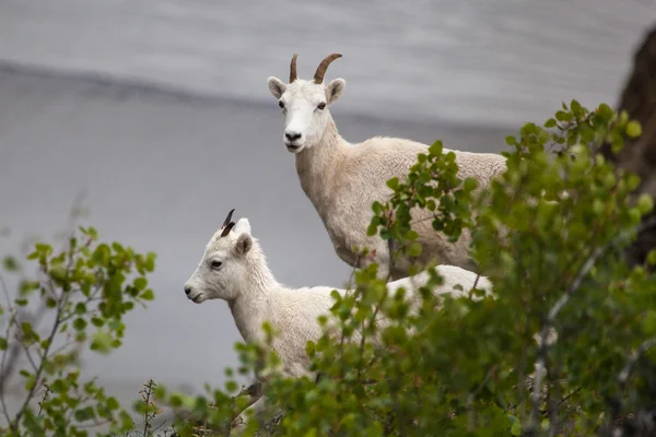 Capra di montagna sulla collina — Foto Stock