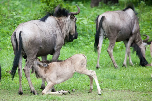 Младенец антилопы пьет молоко — стоковое фото
