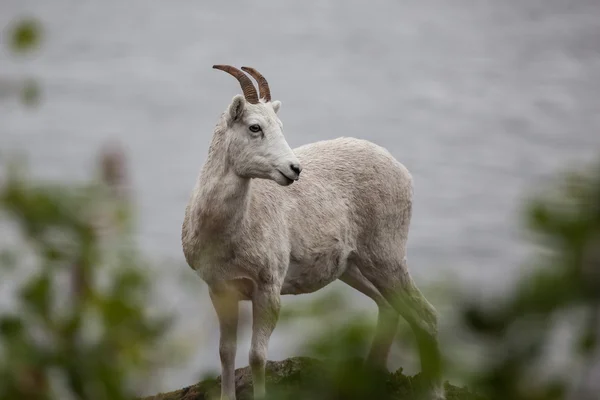 Горный козел на холме — стоковое фото
