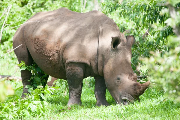 Rinoceronte blanco pastando en la hierba — Foto de Stock