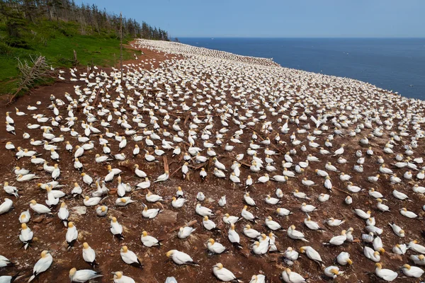 Północnych kolonii Gannet na wyspie Bonaventure — Zdjęcie stockowe