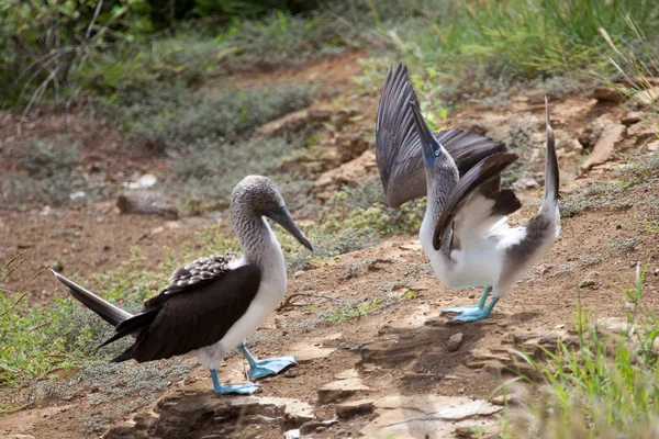 Pair of blue footed boobies performing mating dance — Stock Photo, Image