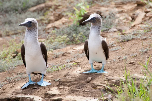 Pair of blue footed boobies performing mating dance — Stock Photo, Image