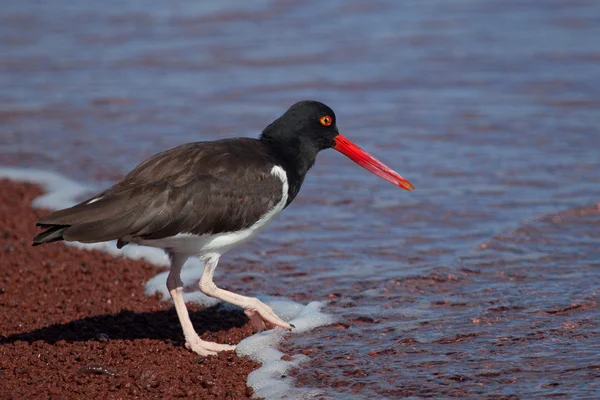 Amerikansk strandskata letar mat på stranden — Stockfoto