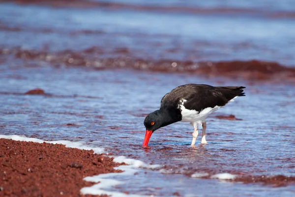 American Oystercatcher in cerca di cibo sulla spiaggia — Foto Stock