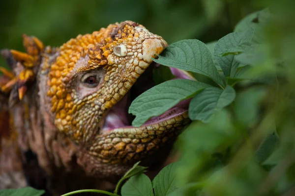 Galapagos arazi iguana yaprakları yiyor — Stok fotoğraf
