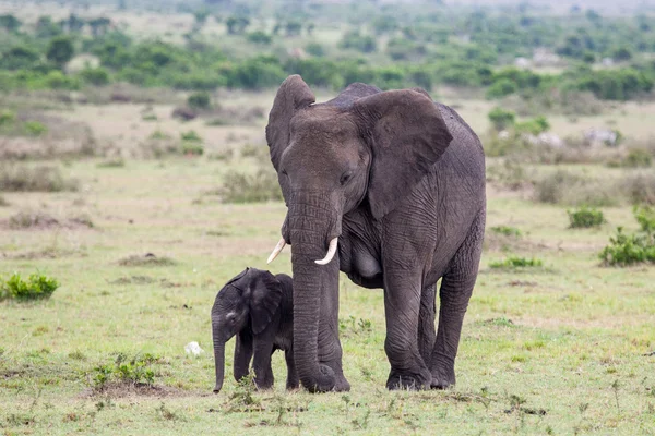 Elefante bebé caminando junto a su madre — Foto de Stock