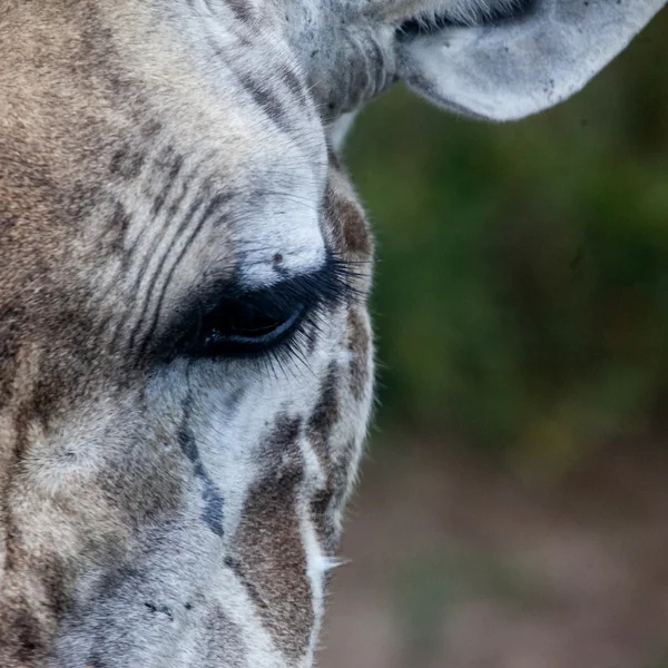 Masai girafa rosto com lágrima — Fotografia de Stock